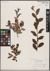 Foto von Salix aurita L. x Salix lapponum L.
